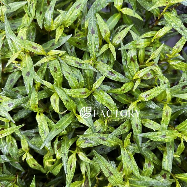 Persicaria Kawagoeanum Online