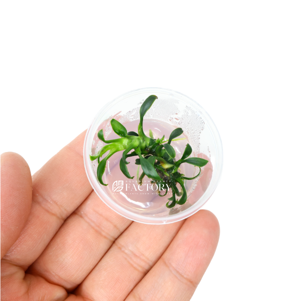 Anubias Chili Mini (Small Vitro Culture Cup) Hot on Sale - Image 2