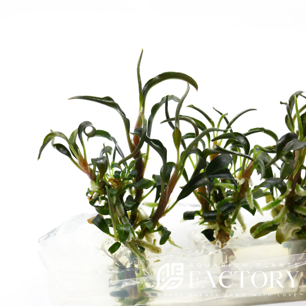 Bucephalandra Kedagang Blue Vitro Culture on Sale - Image 3