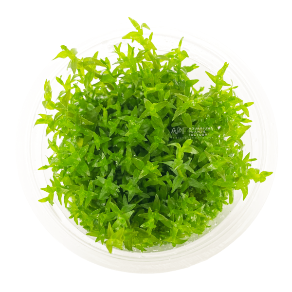 Gratiola Viscidula Vitro Culture Discount