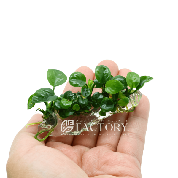 Anubias Butterfly Vitro Culture Online Sale - Image 2