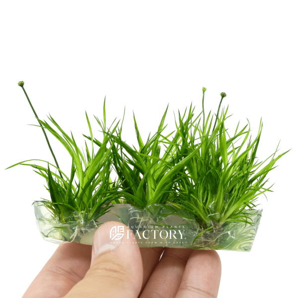 Eriocaulon Cinereum Vitro Culture Online Hot Sale - Image 2