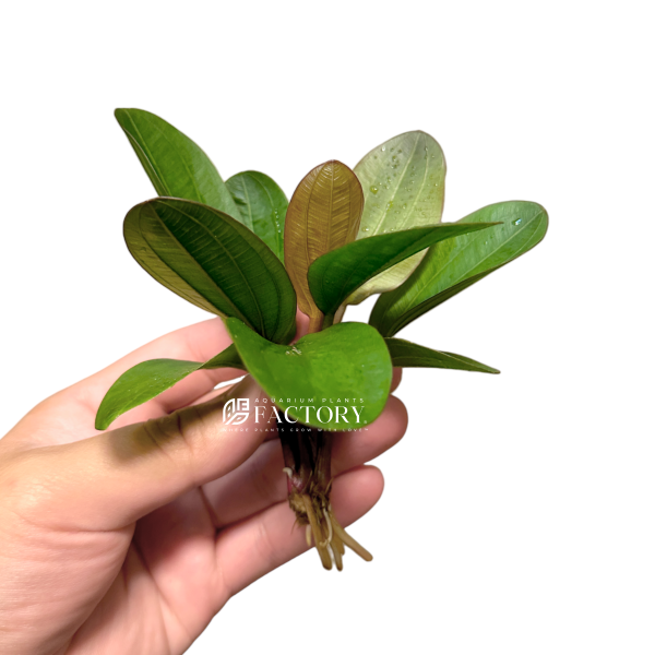 Echinodorus Big Bear on Sale - Image 2