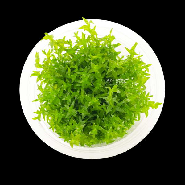 Gratiola Viscidula Vitro Culture Discount - Image 2