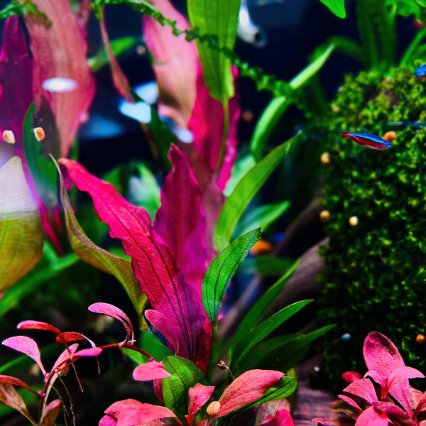 Echinodorus Red Chameleon Vitro Culture Discount - Image 2