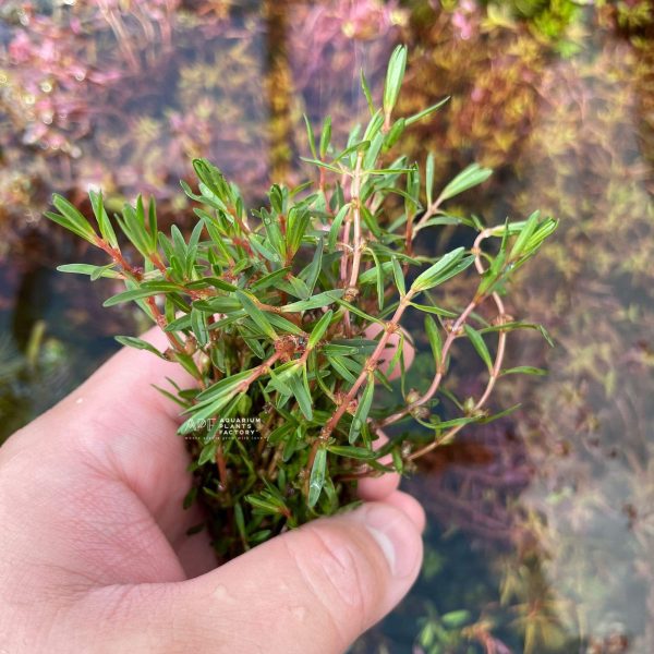 Rotala Florida Hot on Sale - Image 3