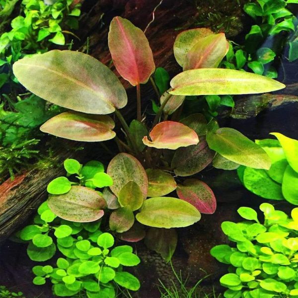 Lagenandra Meeboldii Red Hot on Sale - Image 3