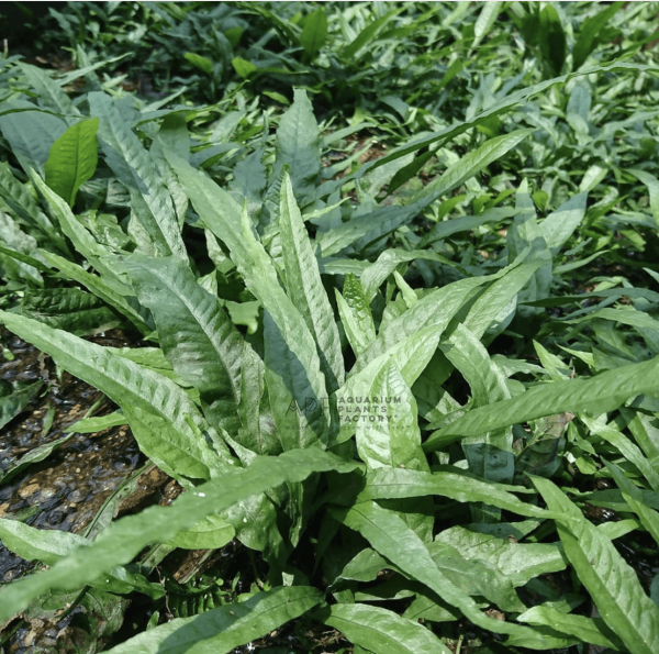 Java Fern Large Size Online now - Image 3