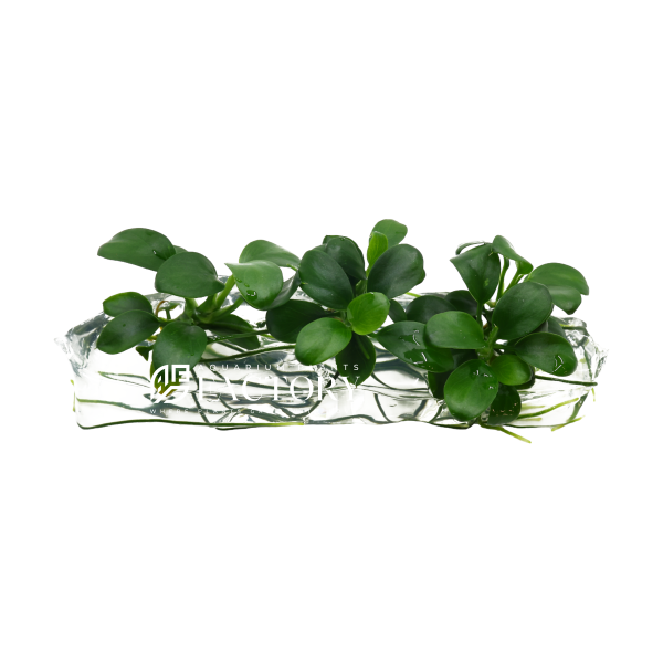 Anubias Petite Vitro Culture Online Sale