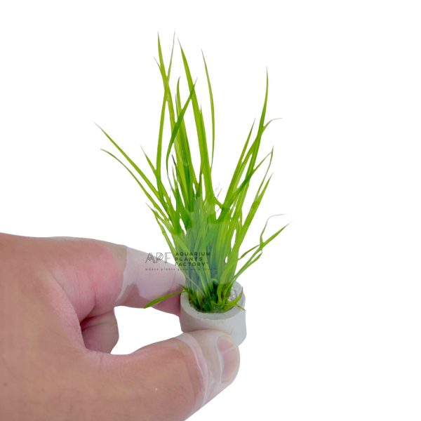 Cyperus Helferi Fashion