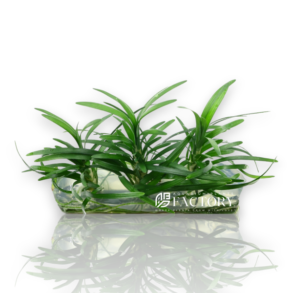 Ophiopogon Japonicus Vitro Culture (Mondo Grass) Online Sale