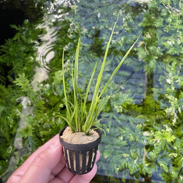 Cyperus Helferi Fashion - Image 4