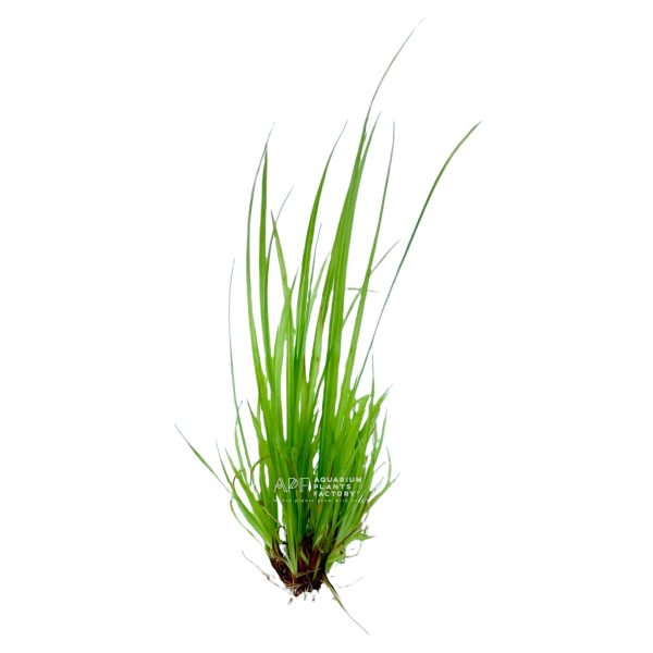 Cyperus Helferi Fashion - Image 2