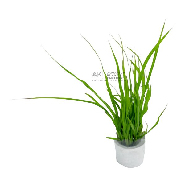 Cyperus Helferi Fashion - Image 3