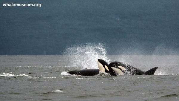 Orcas Snuggling Background Online now